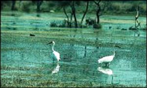 Siberian crane (picture: MD England)