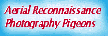 Pigeon Recon Banner
